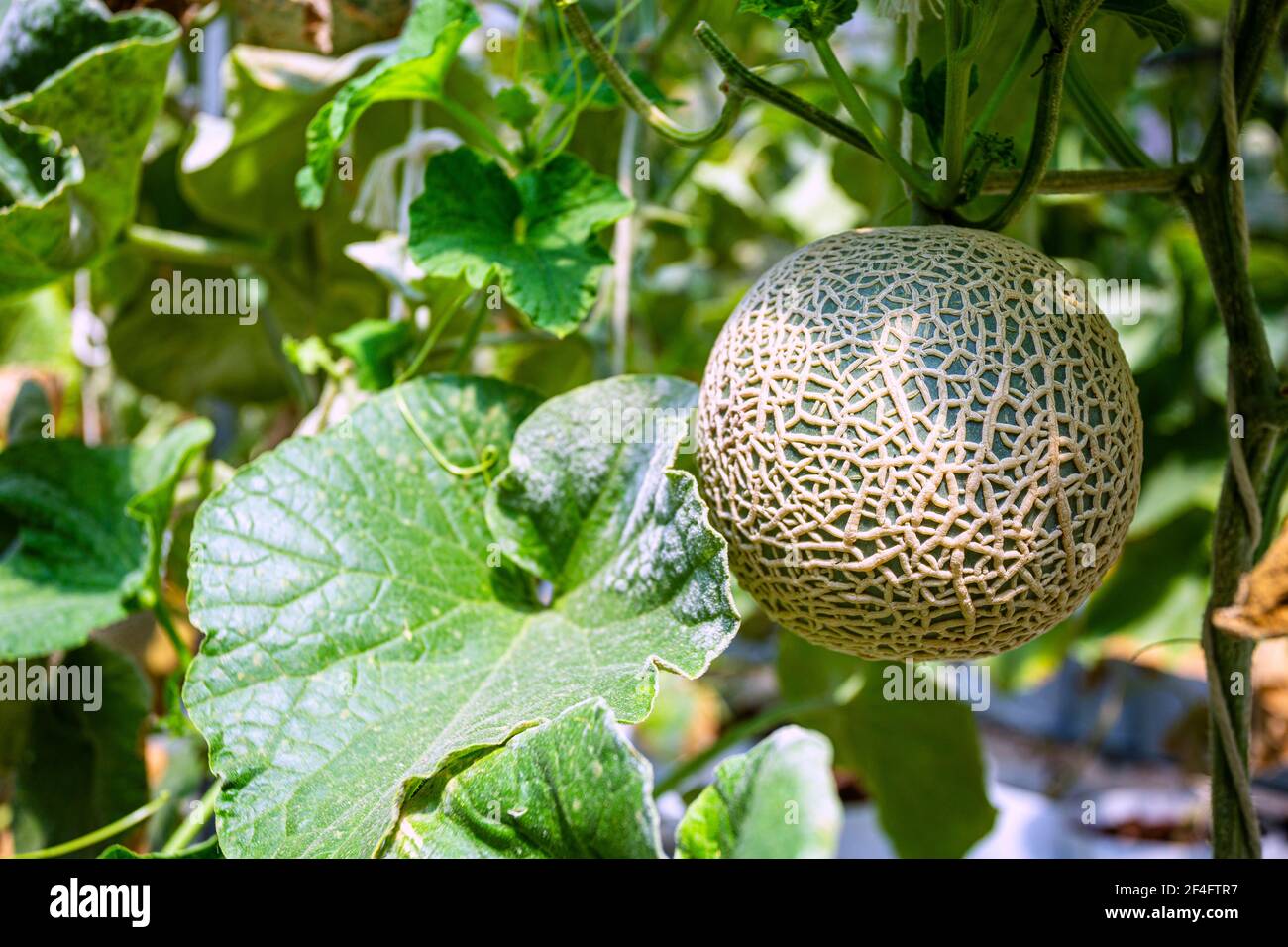 Tree melons hires stock photography and images Alamy