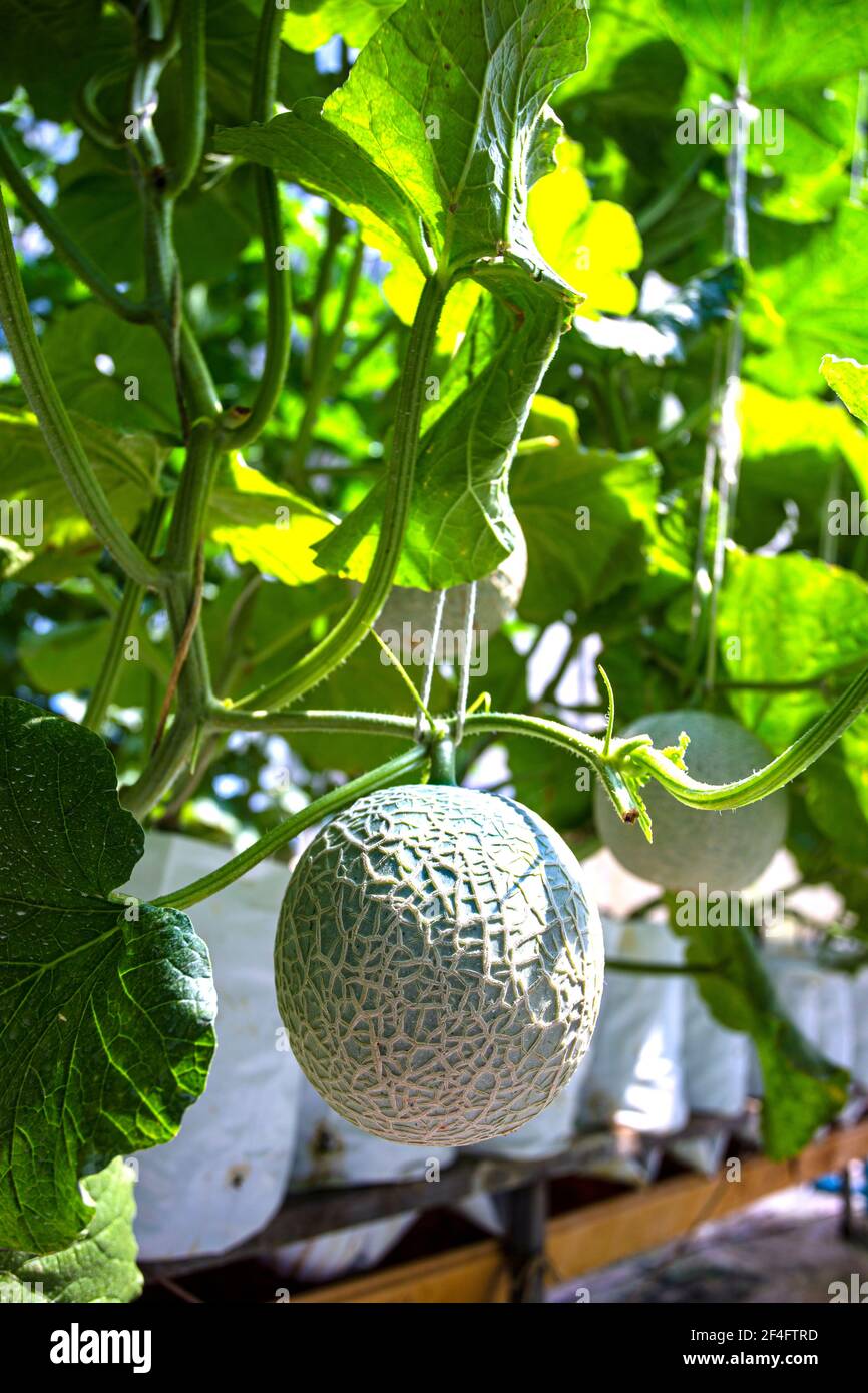 Fresh melons or green melons or cantaloupe melons plants growing in