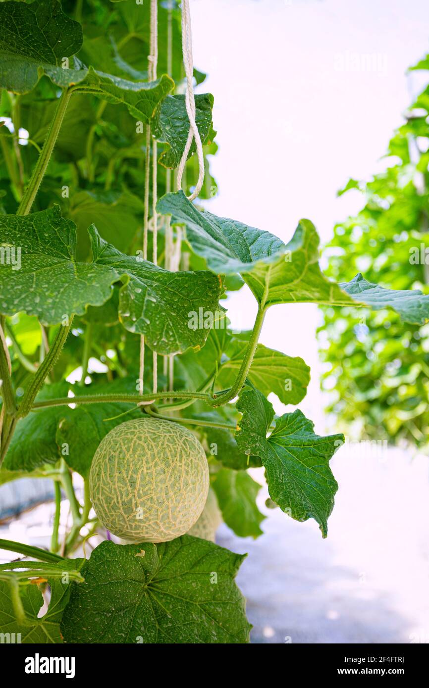 Fresh melons or green melons or cantaloupe melons plants growing in