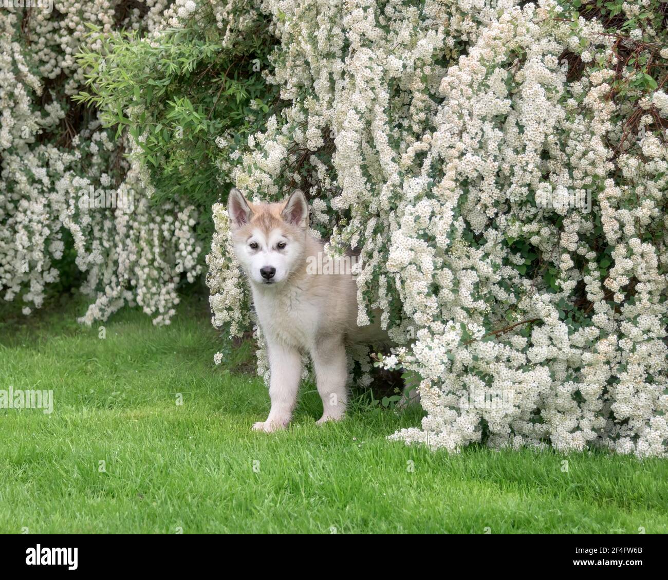 Furry Bush Standing Furry Bush Standing