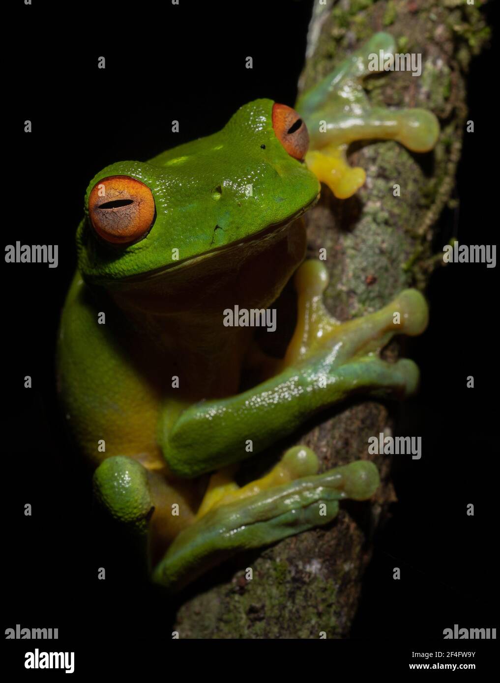 Red Eyed Tree Frog on a branch, Natural Bridge, Queensland, Australia Stock Photo