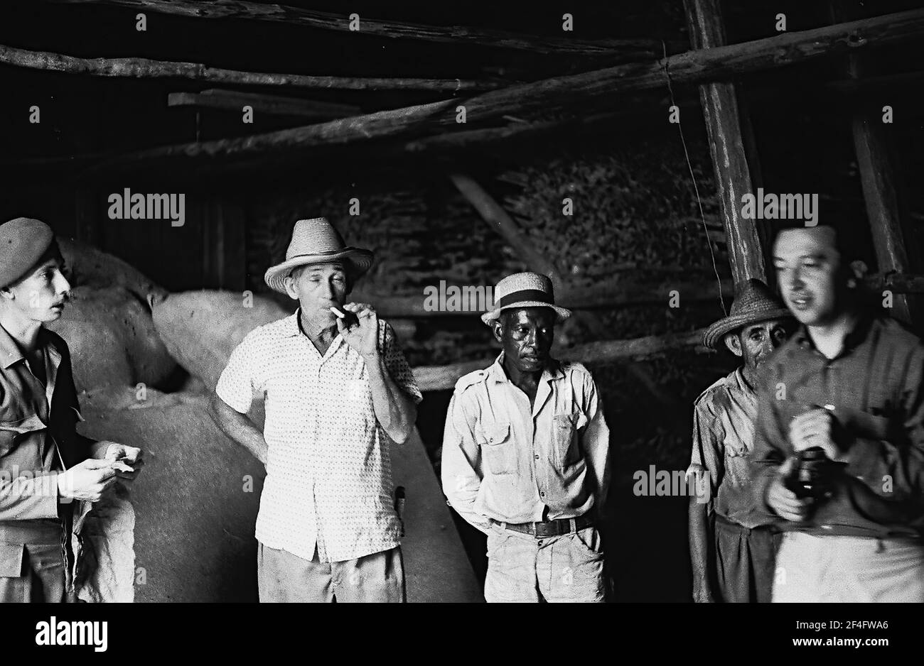 Tobacco workers at PR2 cooperative, Pinar del Rio, Cuba, 1964. From the Deena Stryker photographs collection. () Stock Photo