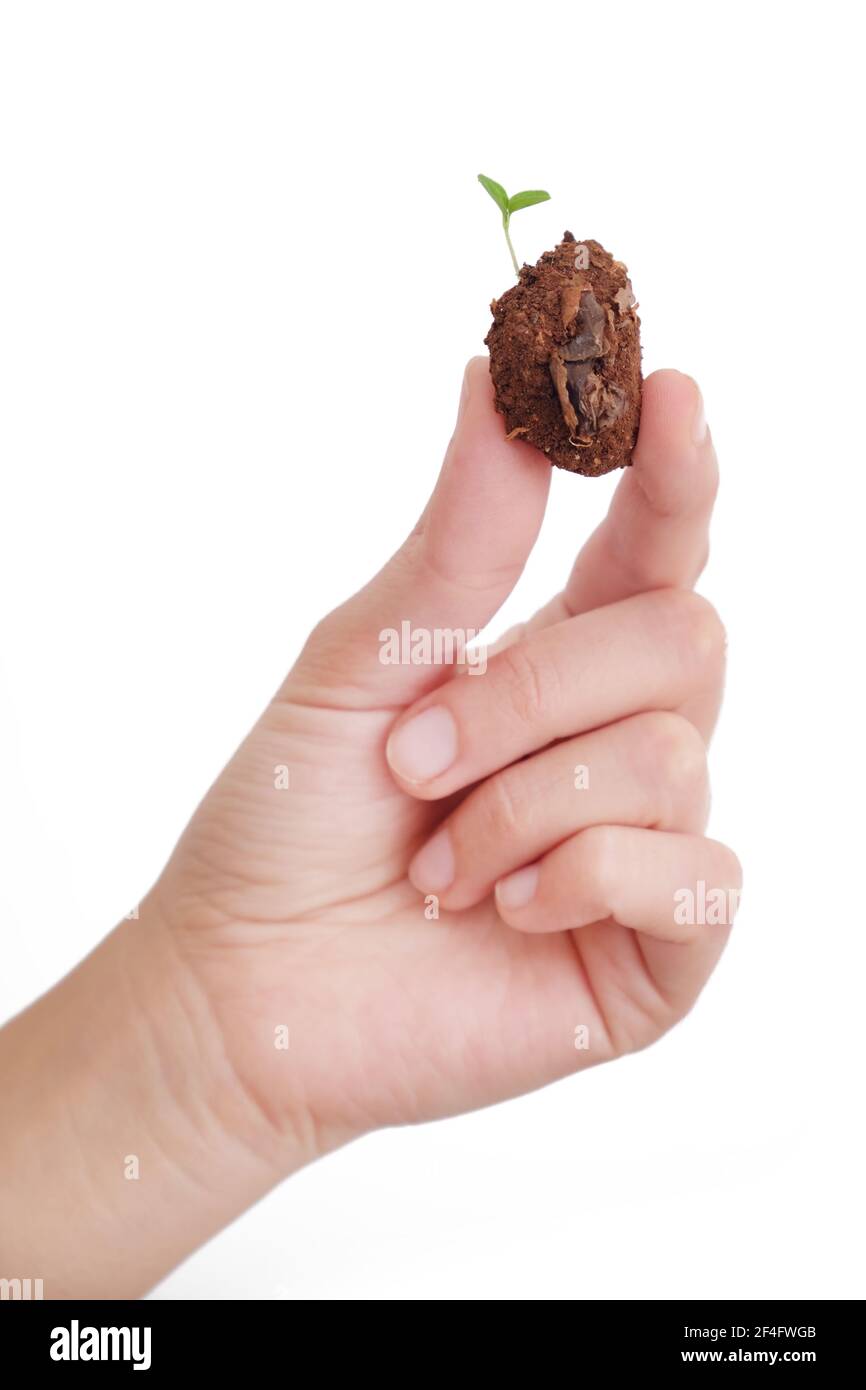 Female Hand Holding A Soil With Green  Sprout Growing On , Isolated On White Background Stock Photo