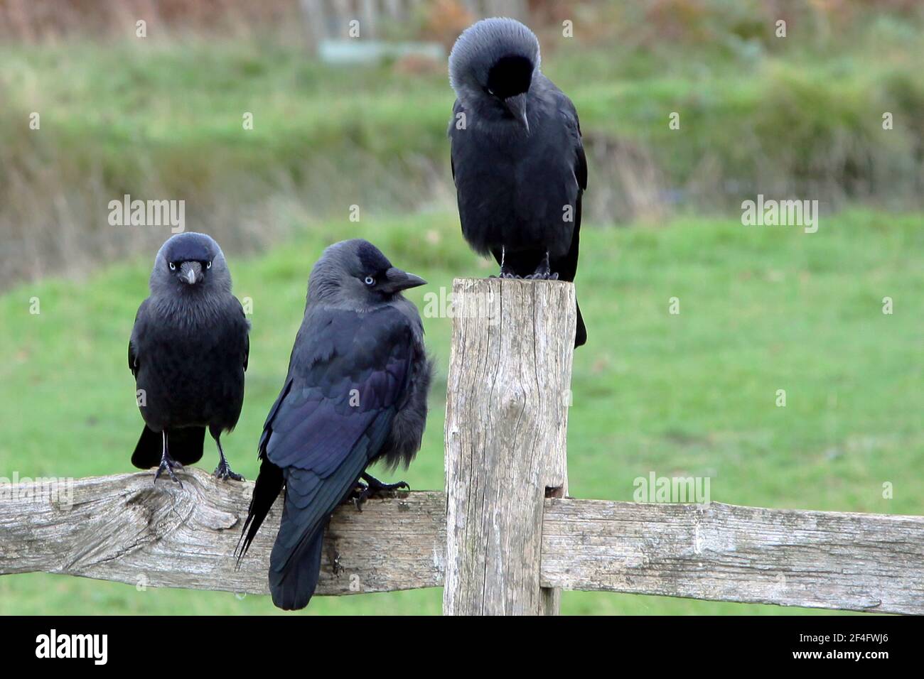 Three jackdaws sitting on a fence Stock Photo