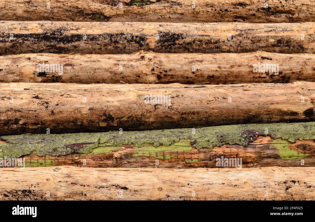 Side view of a pile of felled trees at a lumberyard or logging site, many log trunks, stack of wood logs in the forest, deforestation, Germany, Europe Stock Photo