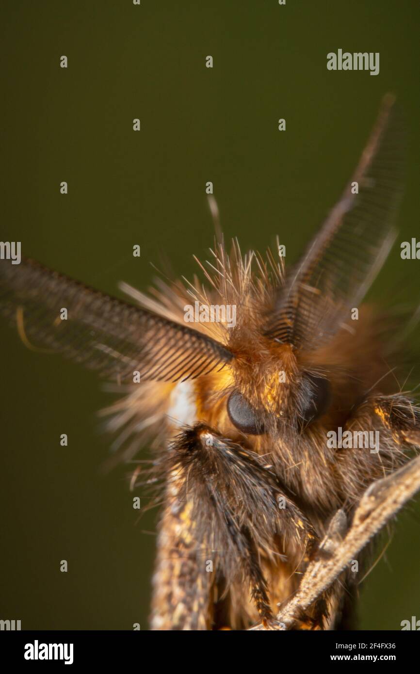 Close up shot of a furry moth with big black eyes Stock Photo
