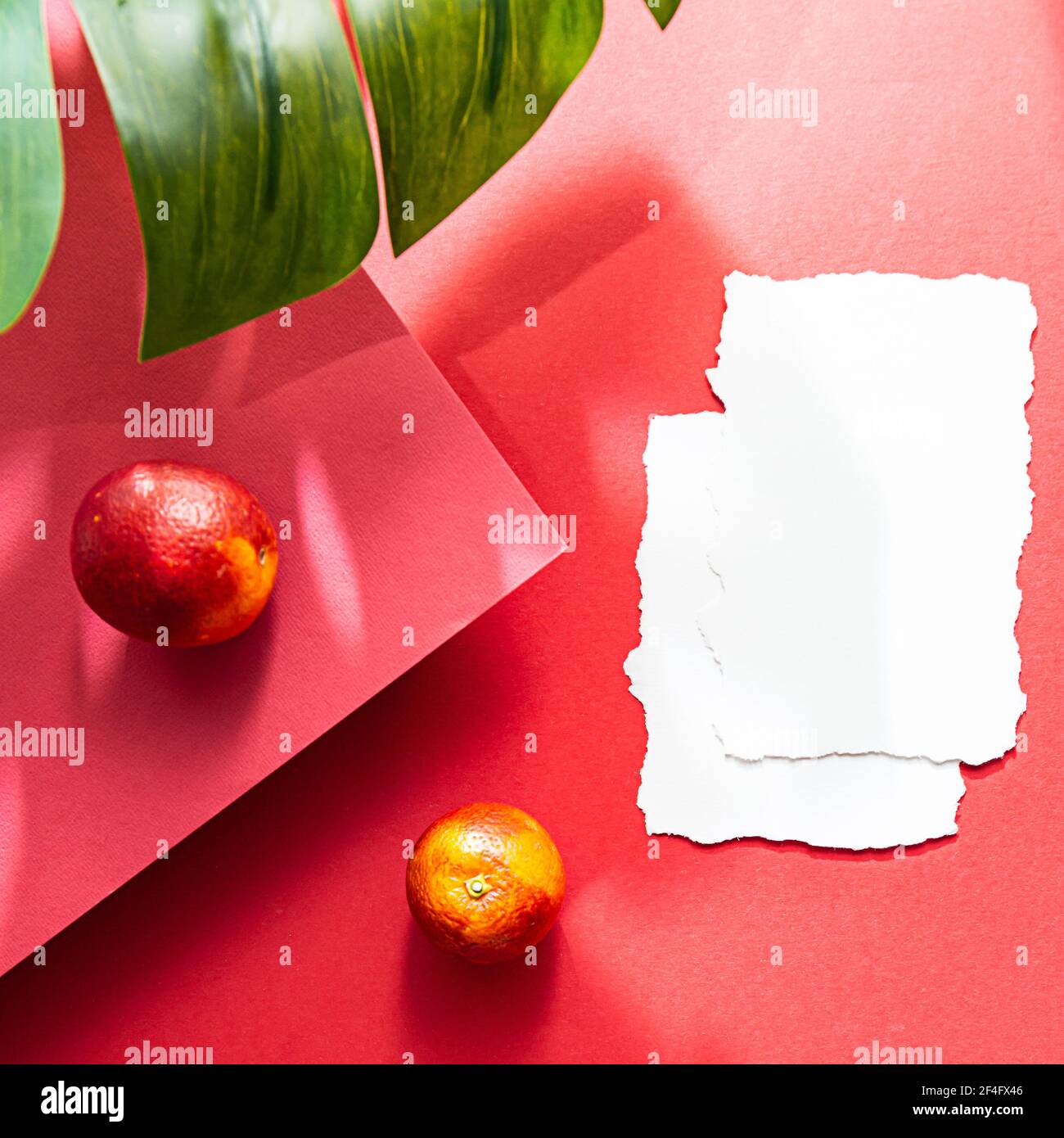 Monstera Leaf White Background High Resolution Stock Photography And Images Alamy