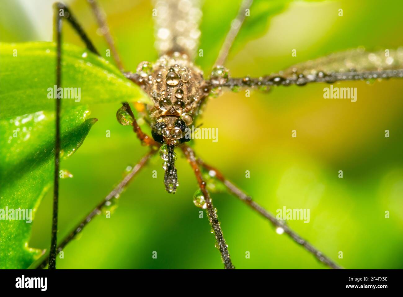 Long legged mosquito full of water dew and pointy nose Stock Photo