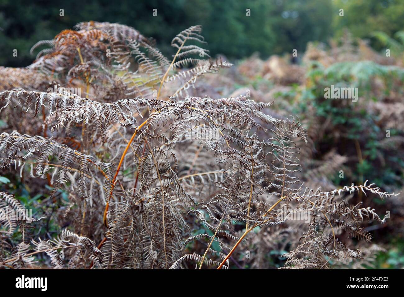 Brown bracken in autumn Stock Photo
