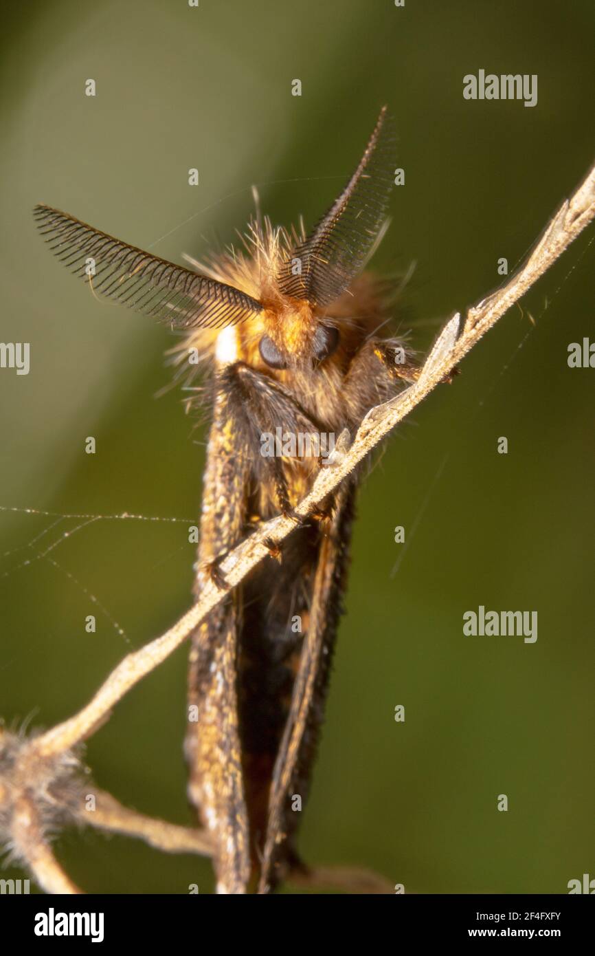 Skinny body with furry head orange moth with big eyes and comb like antennas Stock Photo