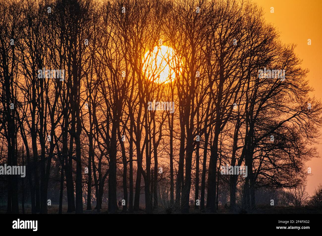 The sun sets behind a copse of trees on a winters day in Richmond Park ...
