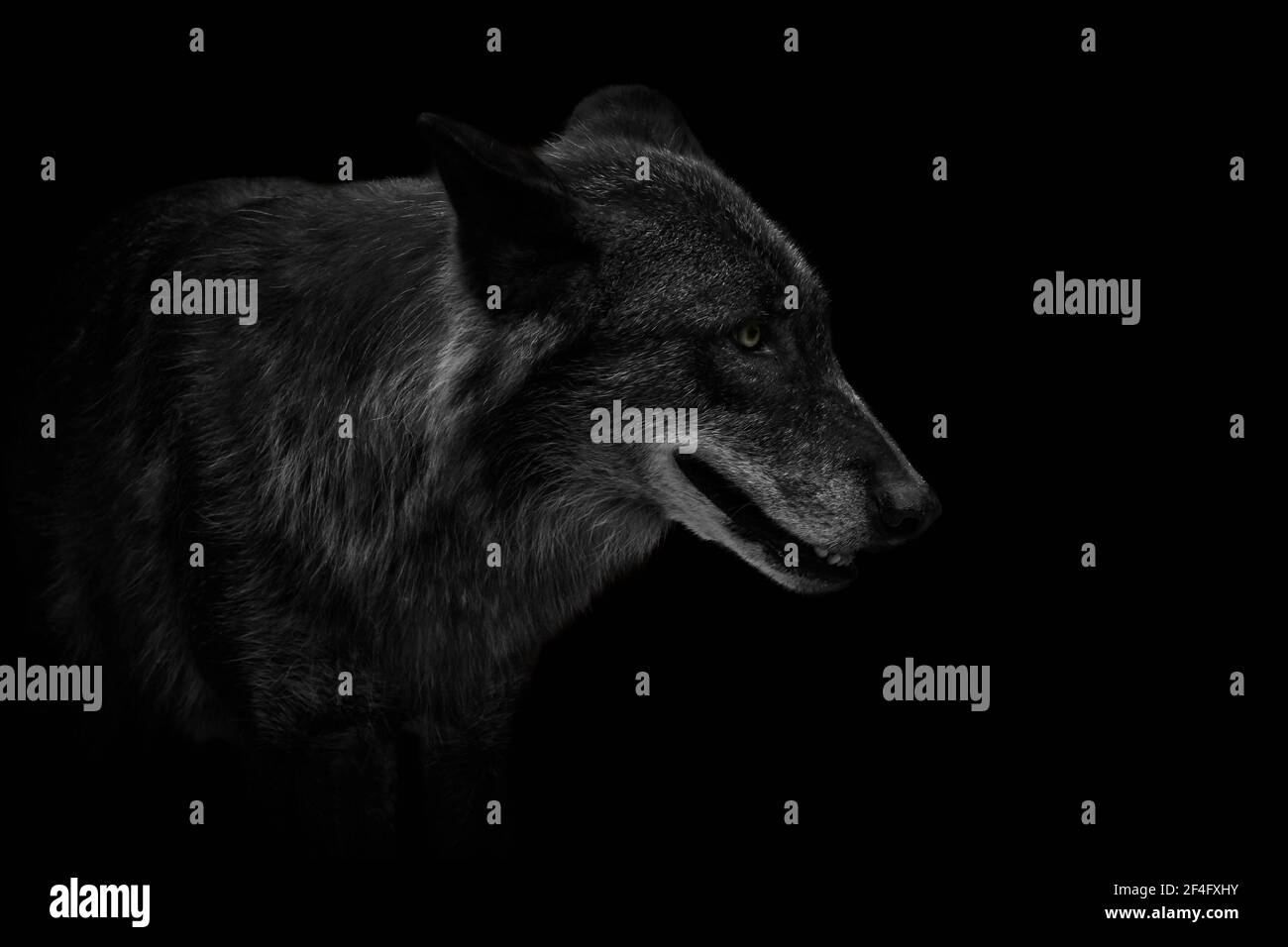 Close-up of an Eastern timber wolf (Canis lupus lycaon) isolated on black. Stock Photo