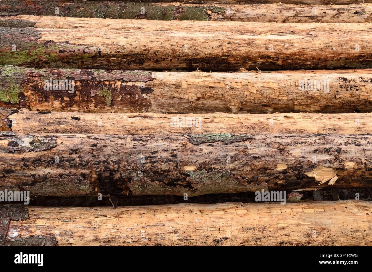 Side view of a pile of felled trees at a lumberyard or logging site, many log trunks, stack of wood logs in the forest, deforestation, Germany, Europe Stock Photo