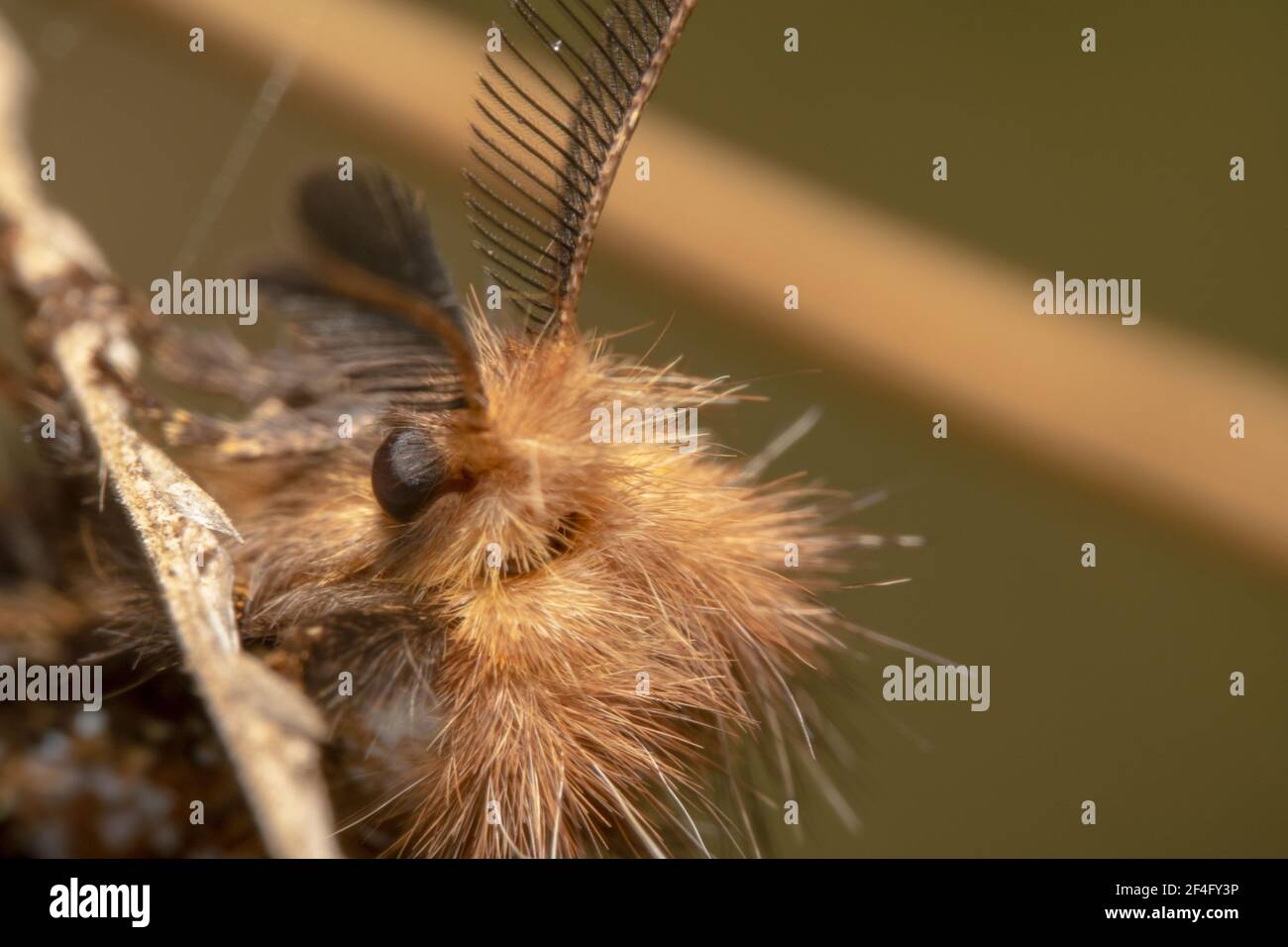 Orange furry moth with comb like antennas Stock Photo