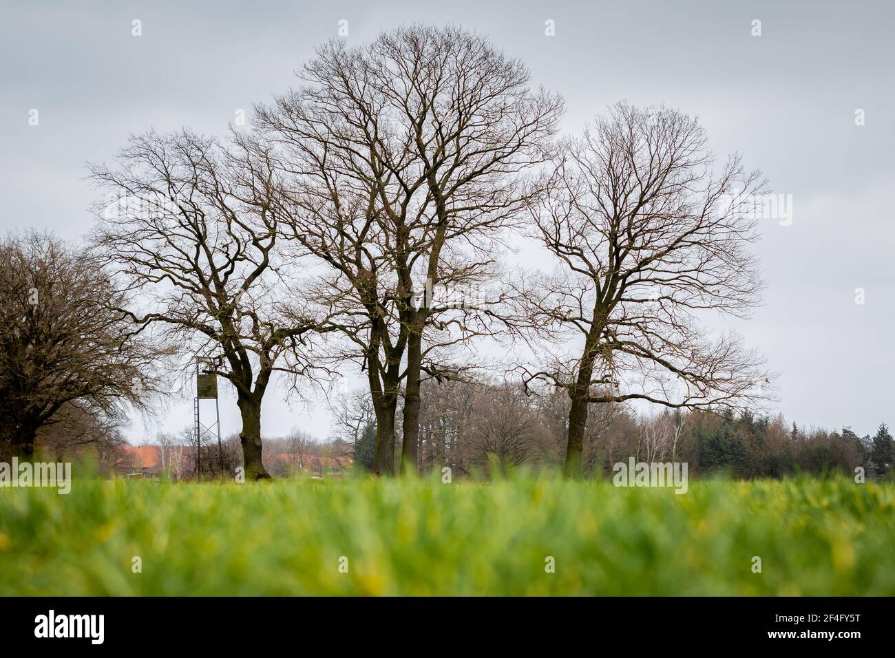 Isernhagen, Germany. 21st Mar, 2021. Trees dot the landscape in dreary weather in Hanover Region. Credit: Moritz Frankenberg/dpa/Alamy Live News Stock Photo