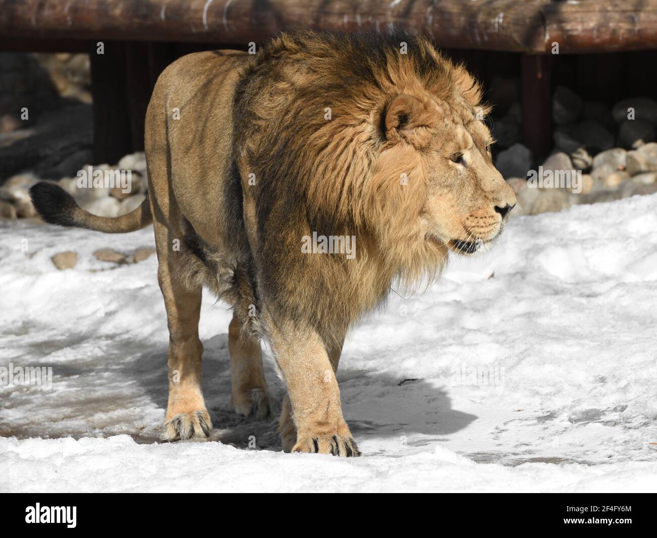 Beautiful and formidable Asiatic lion (Panthera leo persica) goes on snow in winter Stock Photo