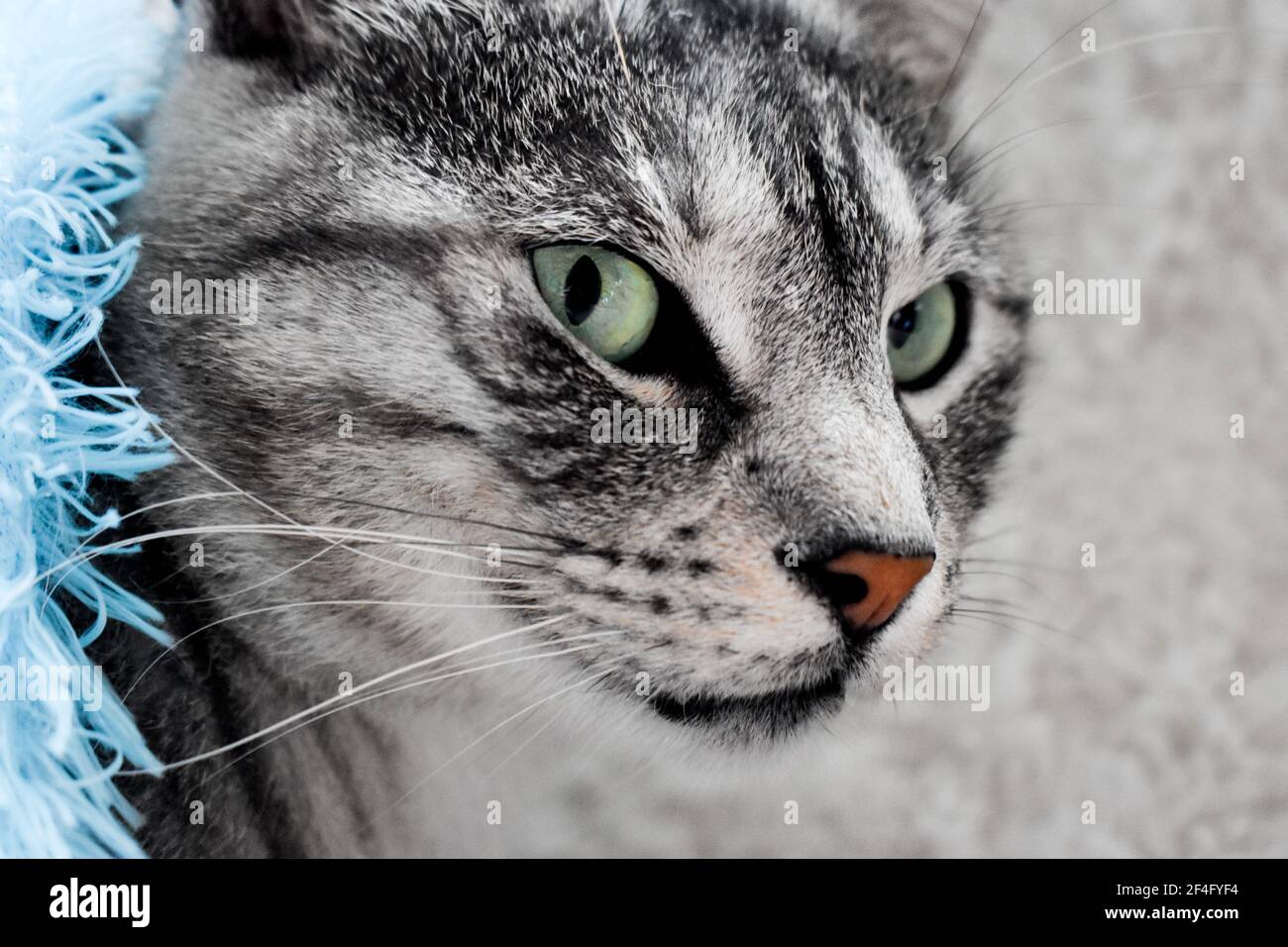 Beautiful tabby gray cat with green eyes Stock Photo - Alamy