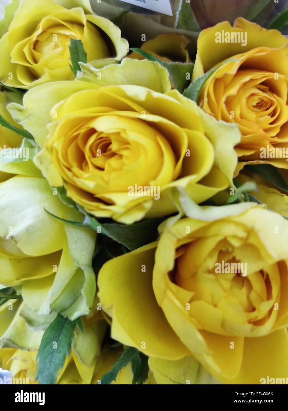 Fake sun flowers hires stock photography and images Alamy