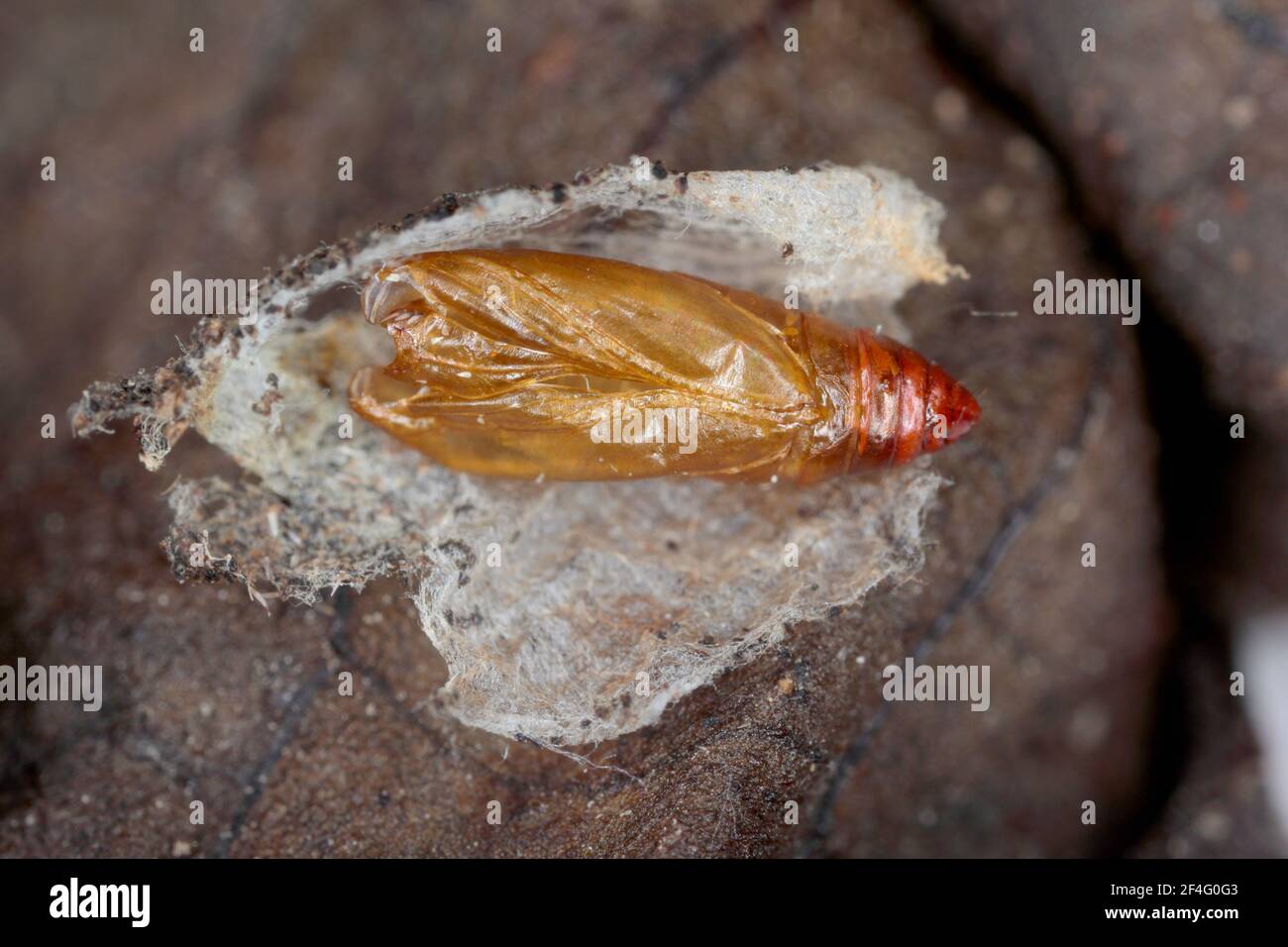 Pupal exam of Scrobipalpa ocellatella. It is a species in the family Gelechiidae. This is an important pest of sugar beet and other crops. Stock Photo