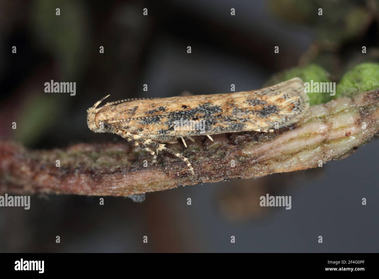 Moth of the beet moth Scrobipalpa ocellatella, is a species in the family Gelechiidae. This is an important pest of sugar beet and other crops. Stock Photo