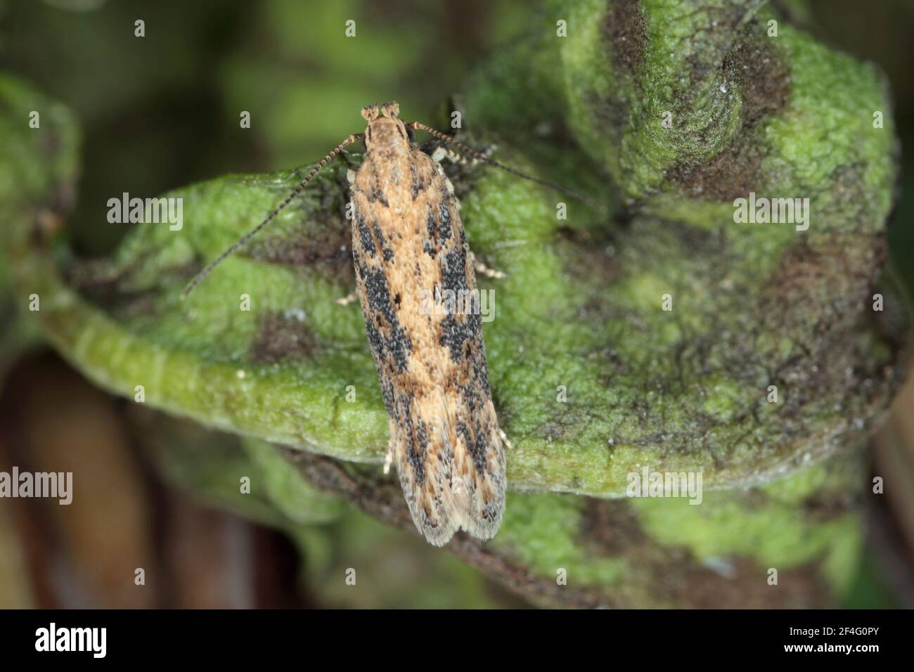 Moth of the beet moth Scrobipalpa ocellatella, is a species in the family Gelechiidae. This is an important pest of sugar beet and other crops. Stock Photo