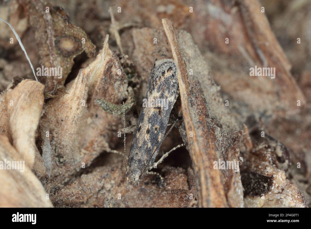Moth of the beet moth Scrobipalpa ocellatella, is a species in the family Gelechiidae. This is an important pest of sugar beet and other crops. Stock Photo