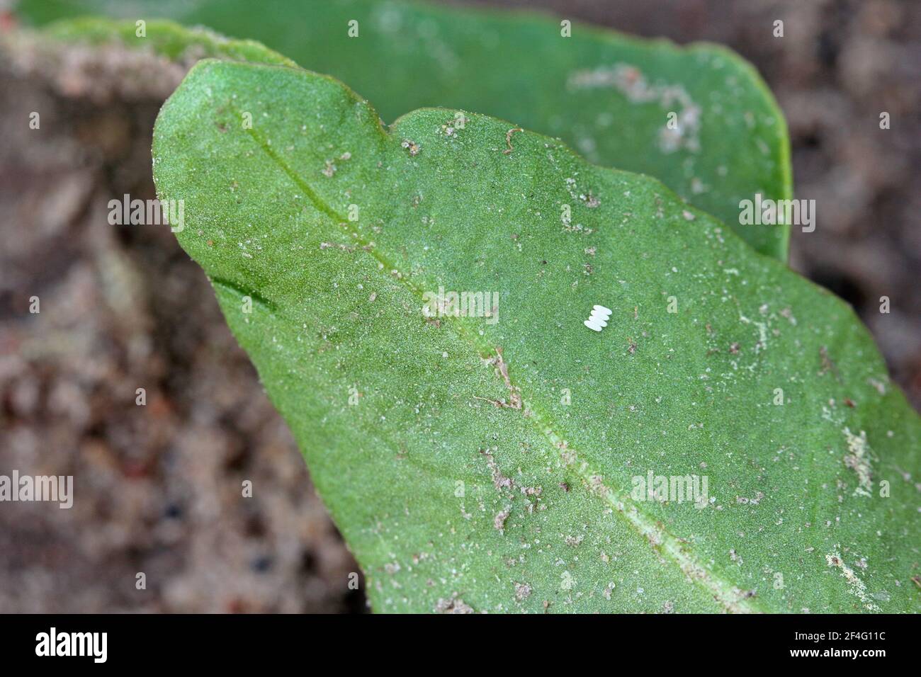 Under the leaf hires stock photography and images Alamy