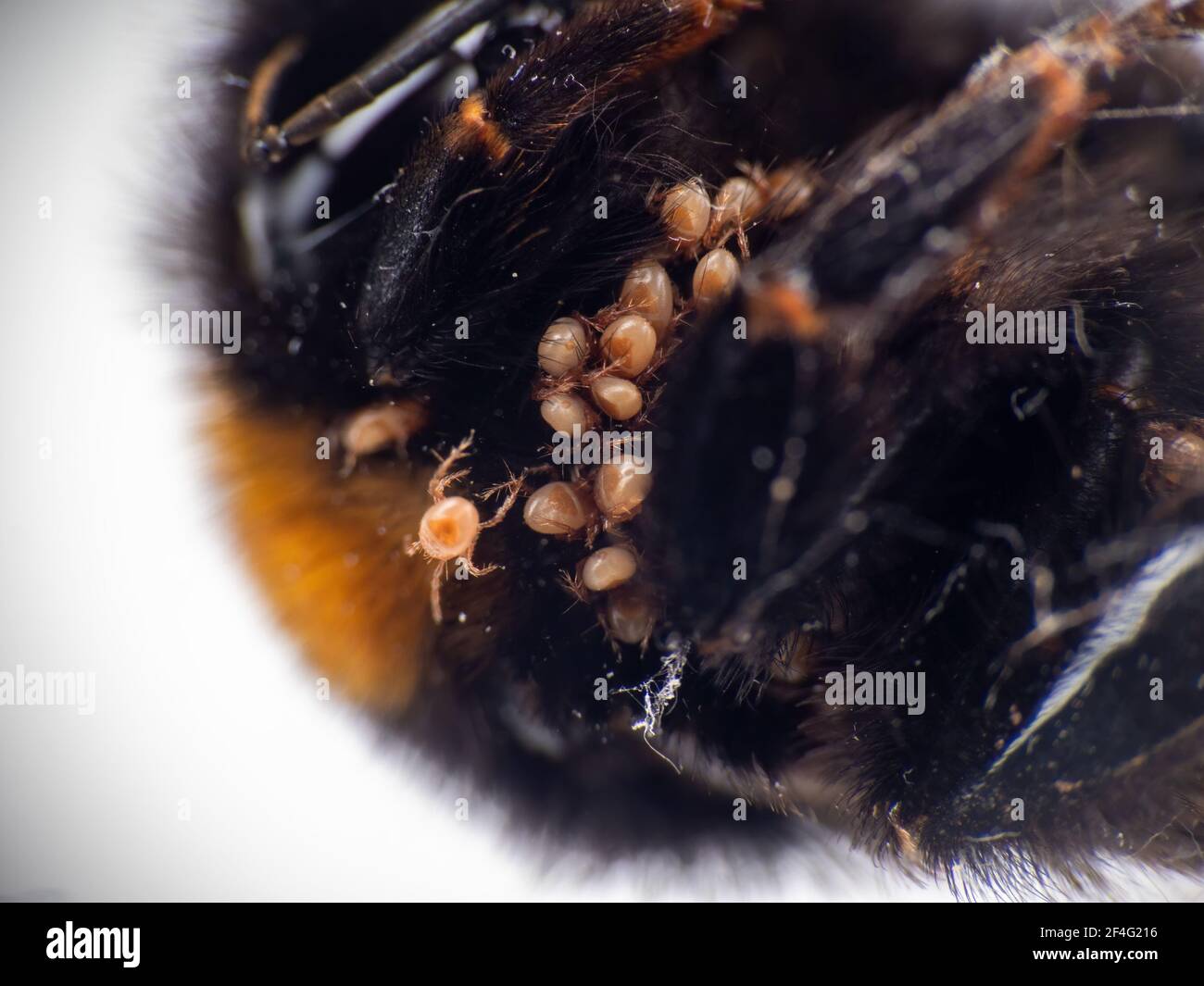 Closeup macro detail of Bombus terrestris with mites, one walking on the body. Stock Photo