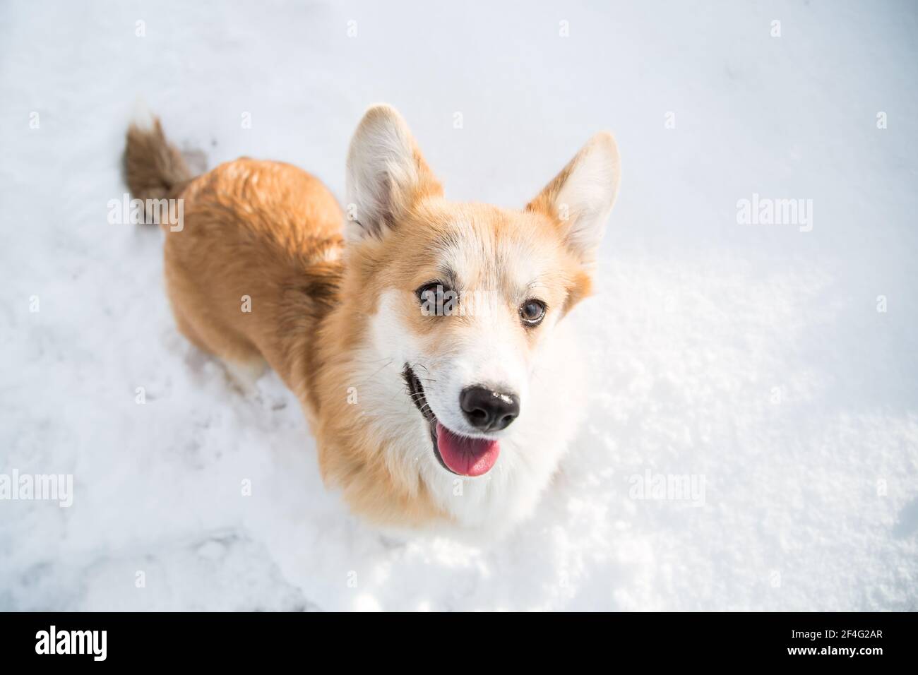 Puppyfind corgi 2025