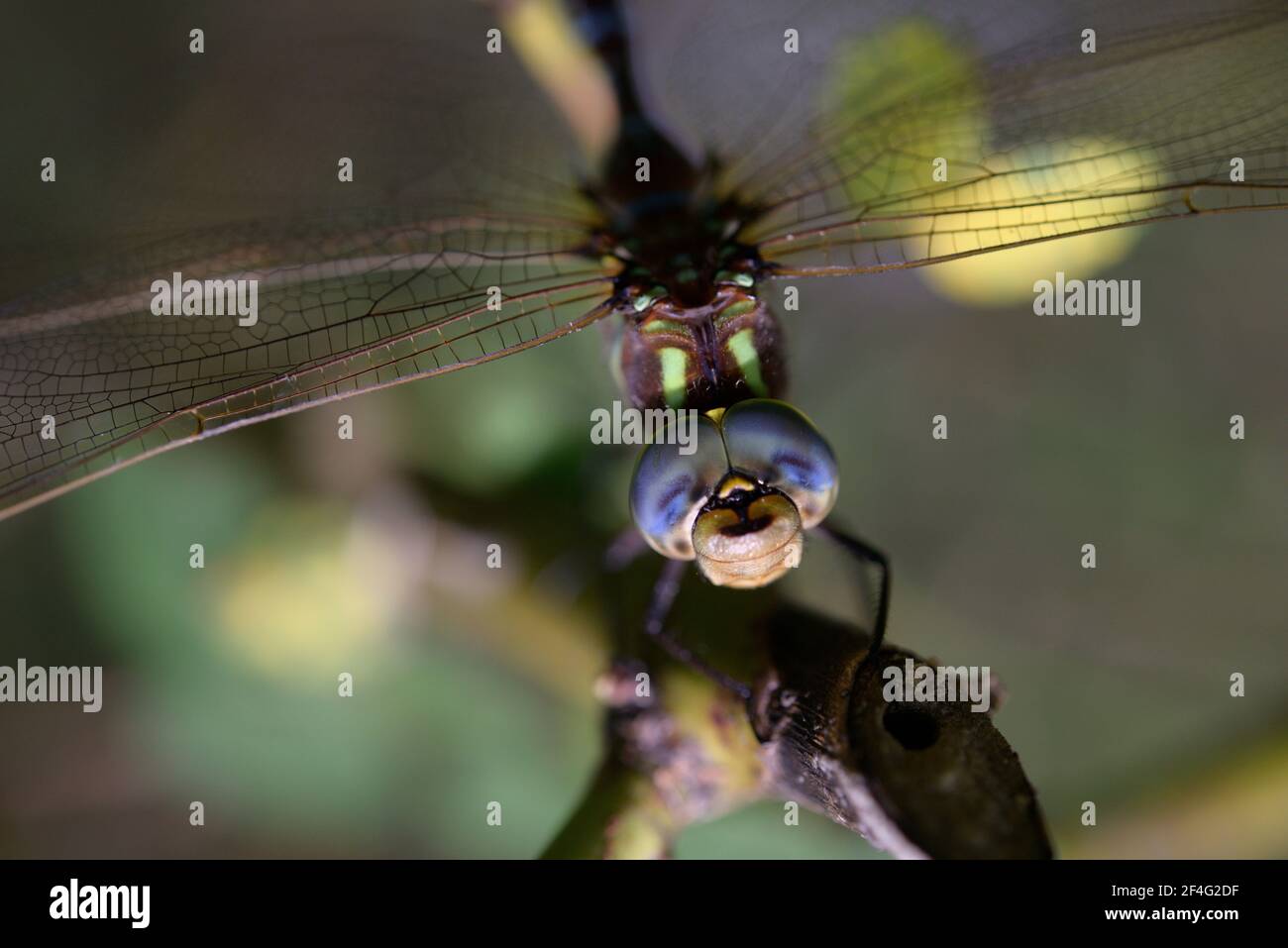 closeup of a darner, or large slender-bodied dragonfly, showing large, multifaceted eyes Stock Photo