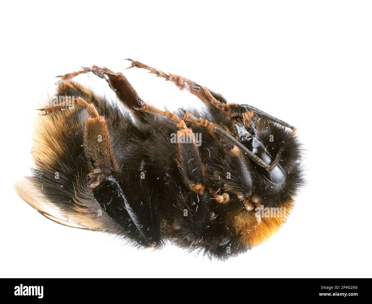 Found dead - Bombus terrestris aka buff-tailed or large earth bumblebee with nest mites. Stock Photo
