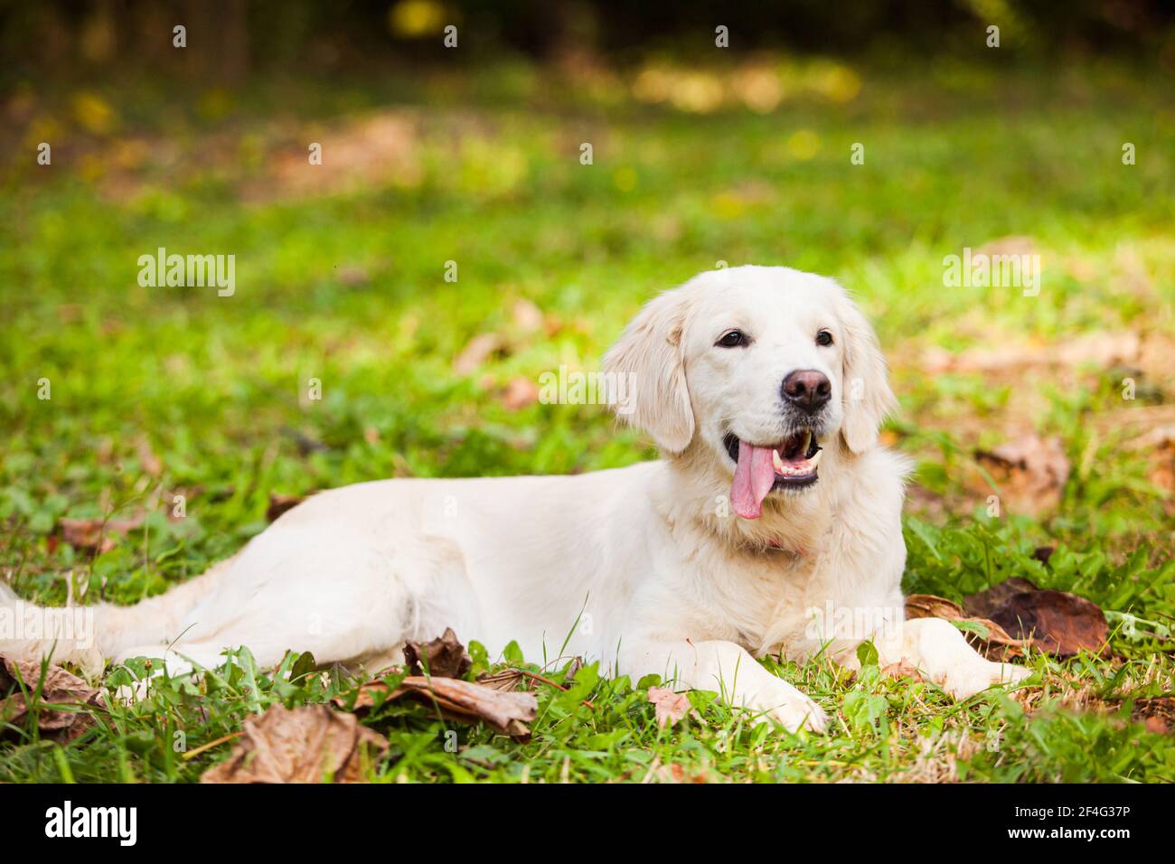 The happy Golden retriever is lying in the backyard Stock Photo - Alamy