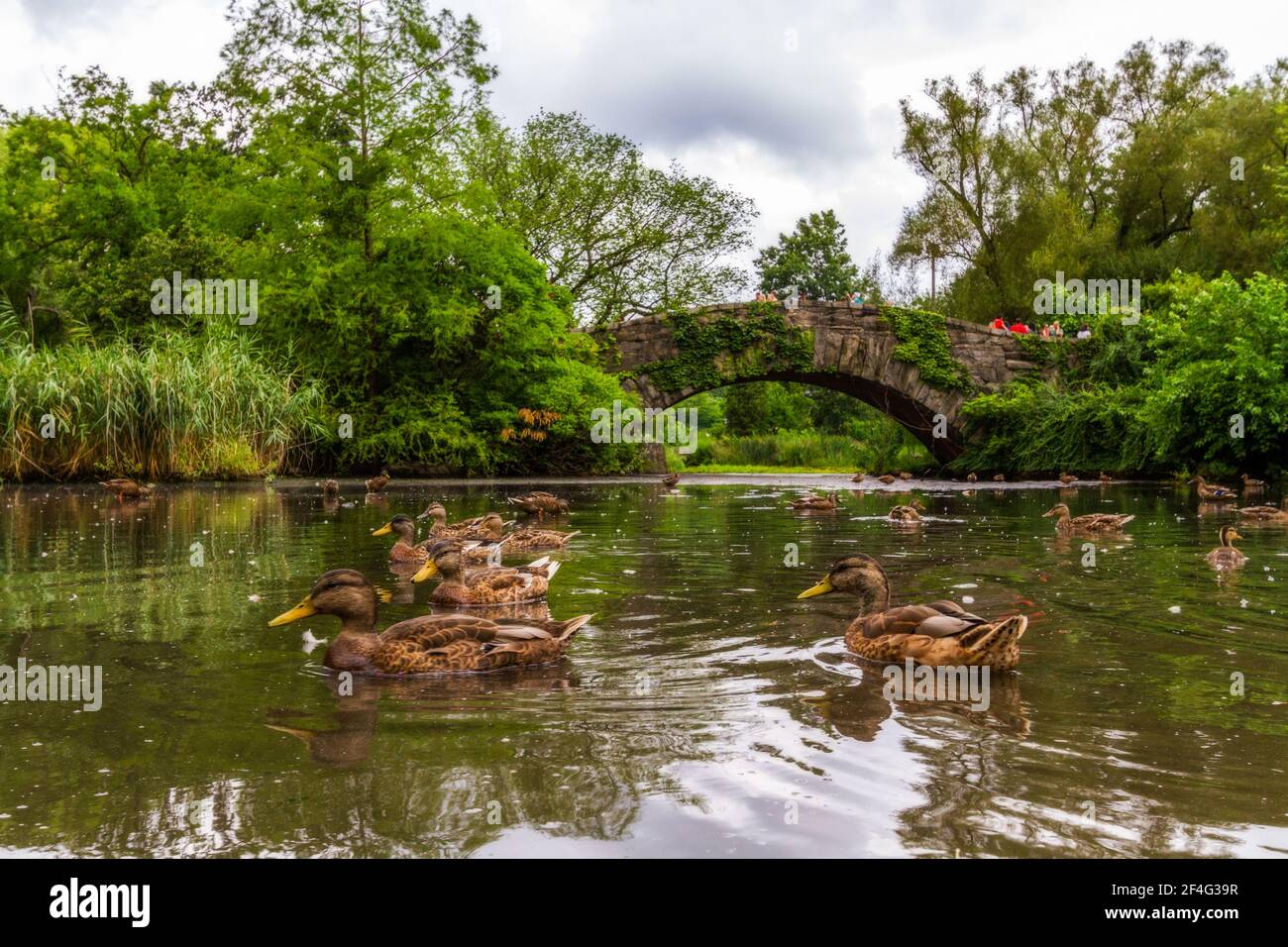 Ducks in the pond and the Gapstow Bridge in Central Park Stock Photo