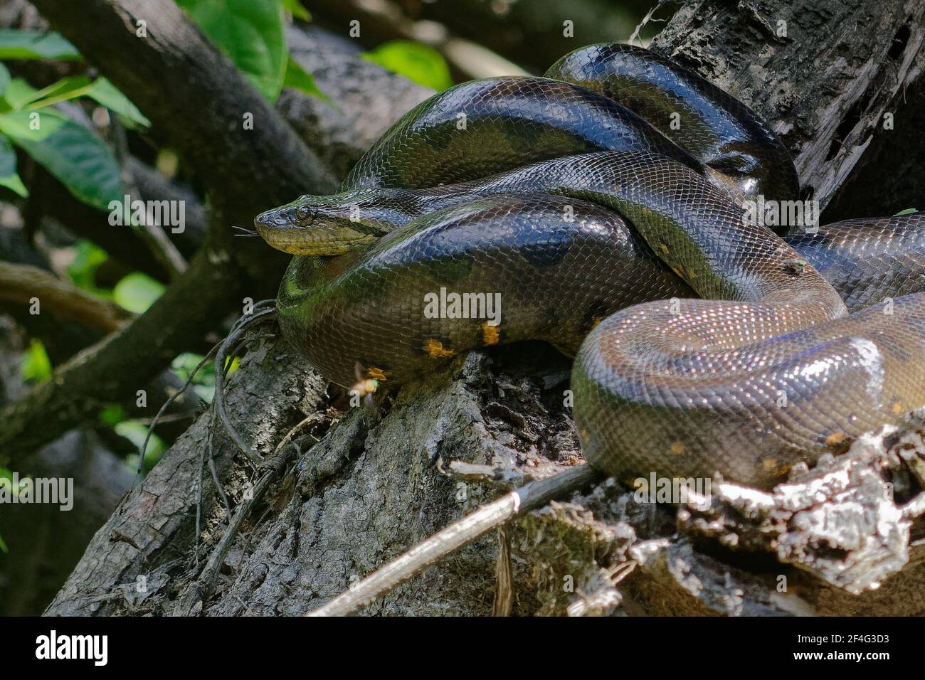 Green Anaconda (Eunectes murinus) - Cuyabeno Wildlife Reserve - Amazonia, Ecuador Stock Photo