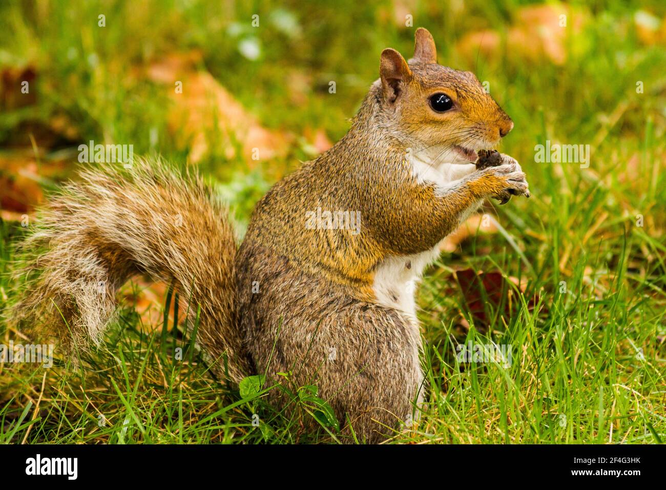 Profile of an Eastern gray squirrel (Sciurus carolinensis) eating nuts