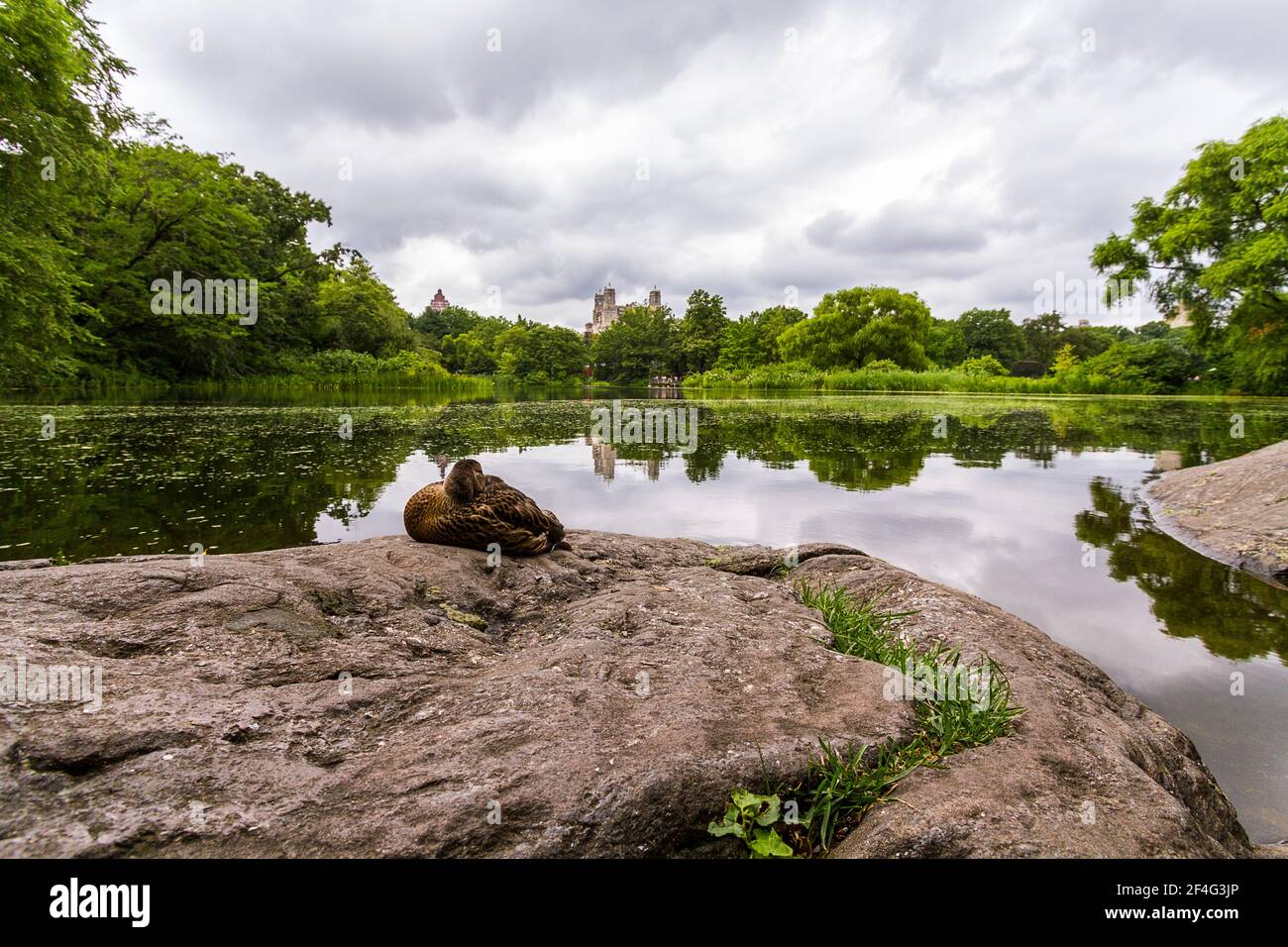 A duck is sitting on a rock by the pond in Central Park Stock Photo