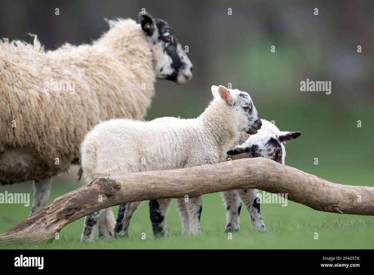 A sheep with her spring lambs in a field in Duddington ...