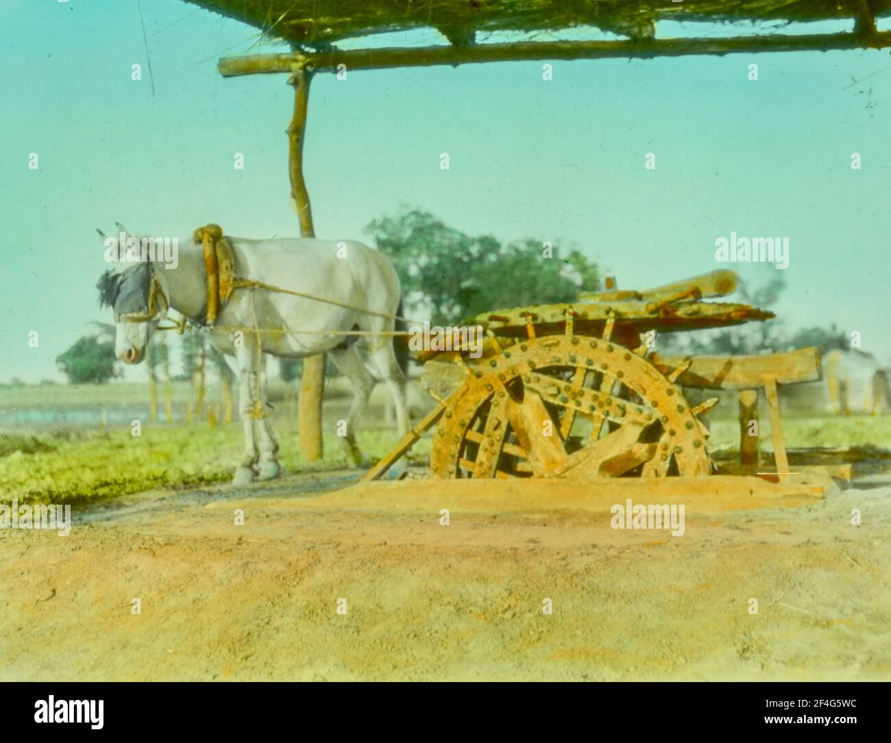 A donkey, under a makeshift pavilion on a sunny day, operating a manual wooden water pump with fields in the background, Beijing, China, 1918. From the Sidney D. Gamble photographs collection. () Stock Photo