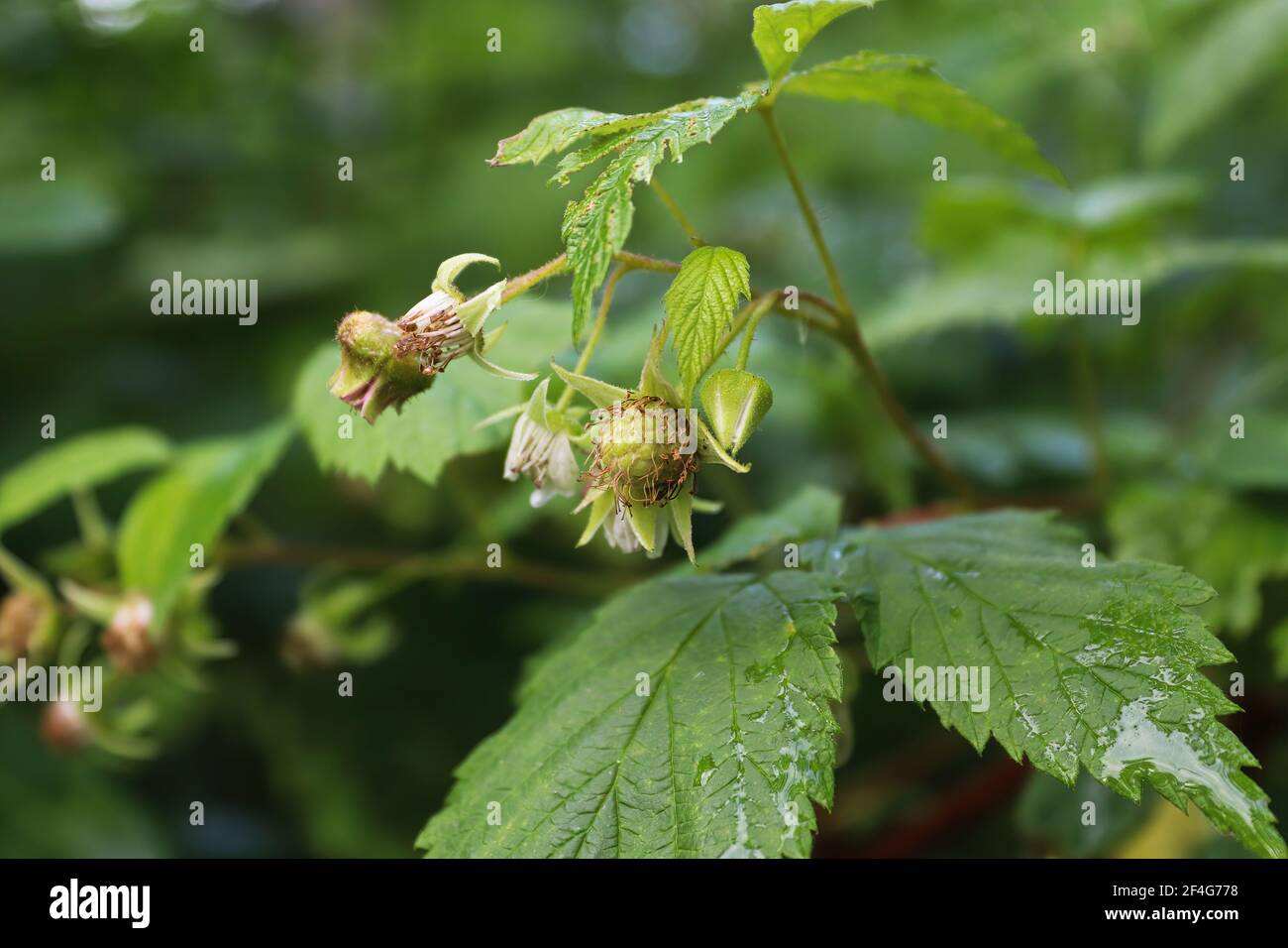Wild immature green raspberry fruit forming on plants Stock Photo - Alamy