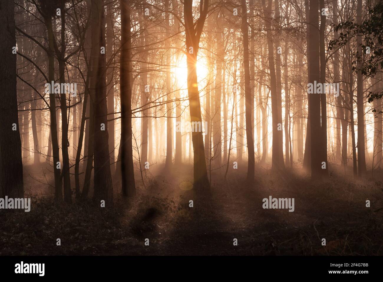 Stunning forest in dawn sunrise and mist. Orange glowing sun and rays with tree shadows. Norfolk England woodland in the early morning. Stock Photo