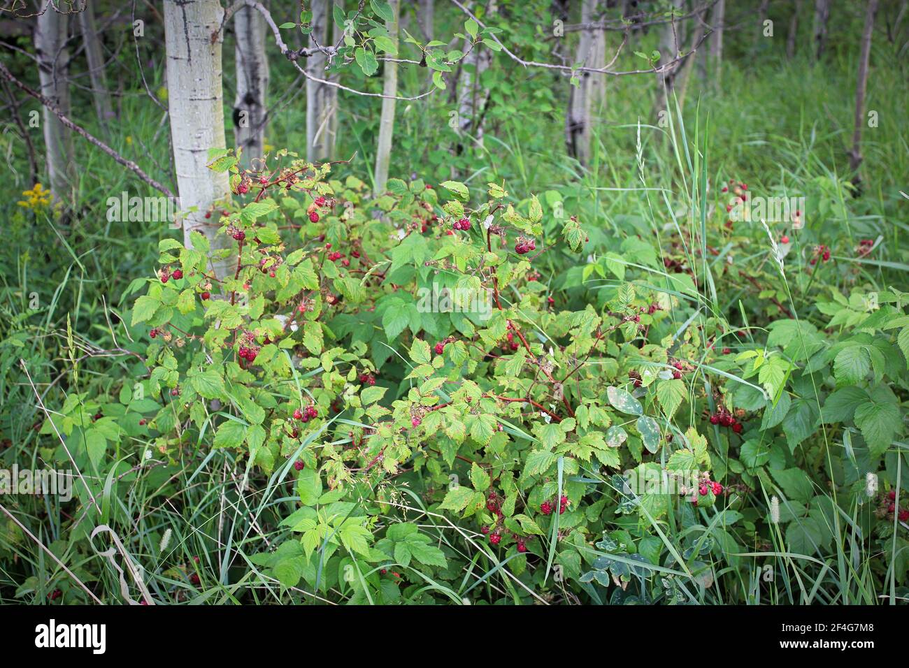 wild raspberry plants