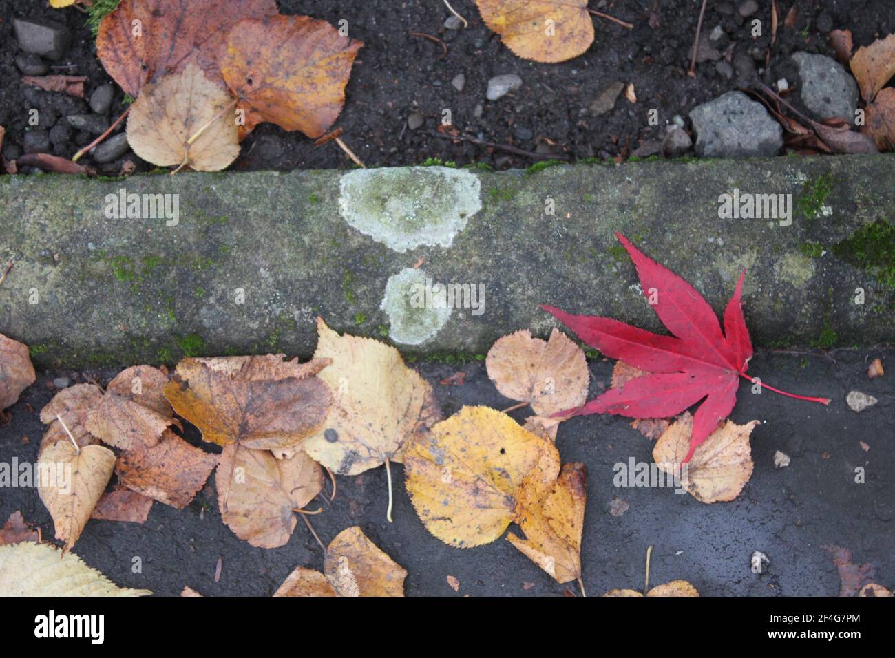 Gold coloured leaves autumn hi-res stock photography and images - Alamy