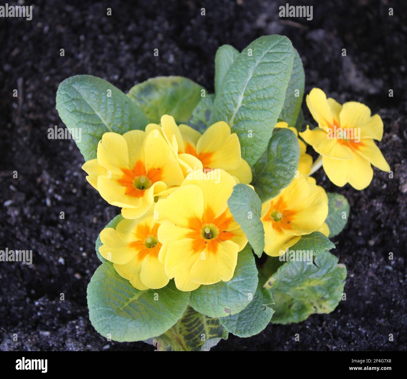 Yellow primroses (primulas). Spring flowers, vibrant colours found in Spring gardens. Celebrate flowers and celebrate spring. Seasons and rebirth. Stock Photo