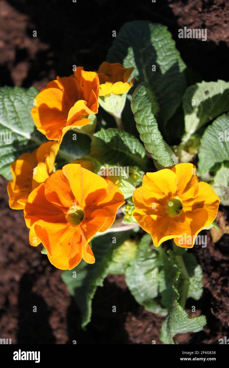 Glorious gardens hi-res stock photography and images - Alamy