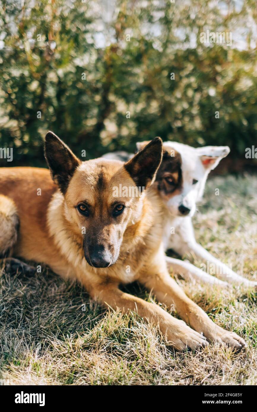 Portrait of two street dogs sitting side by side on the grass outdoor. Stock Photo