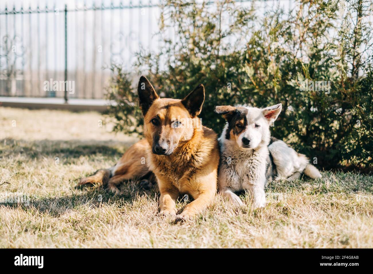 Portrait of two street dogs sitting side by side on the grass outdoor. Stock Photo