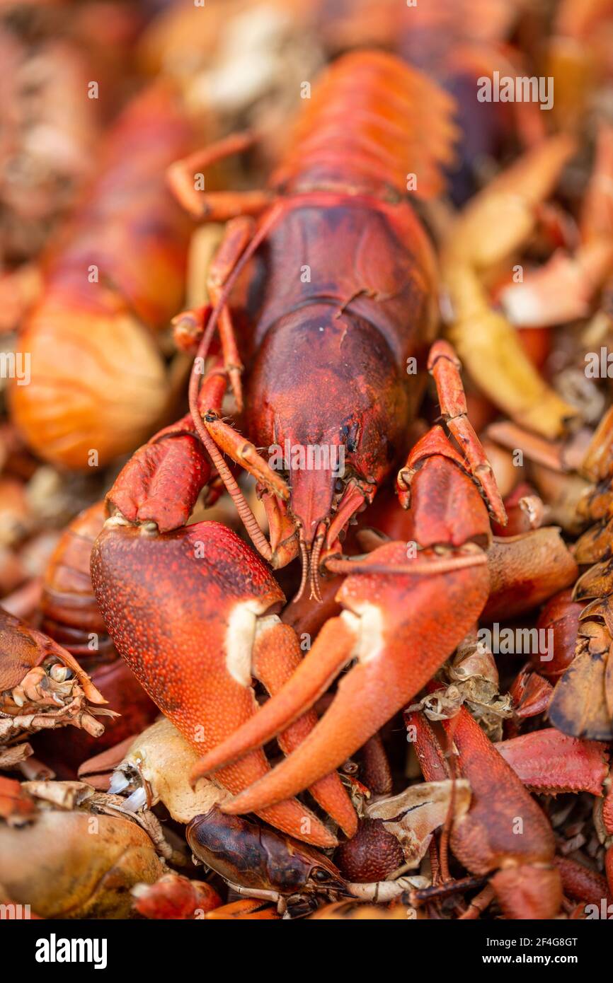 Cooked and dehydrated crayfish Stock Photo