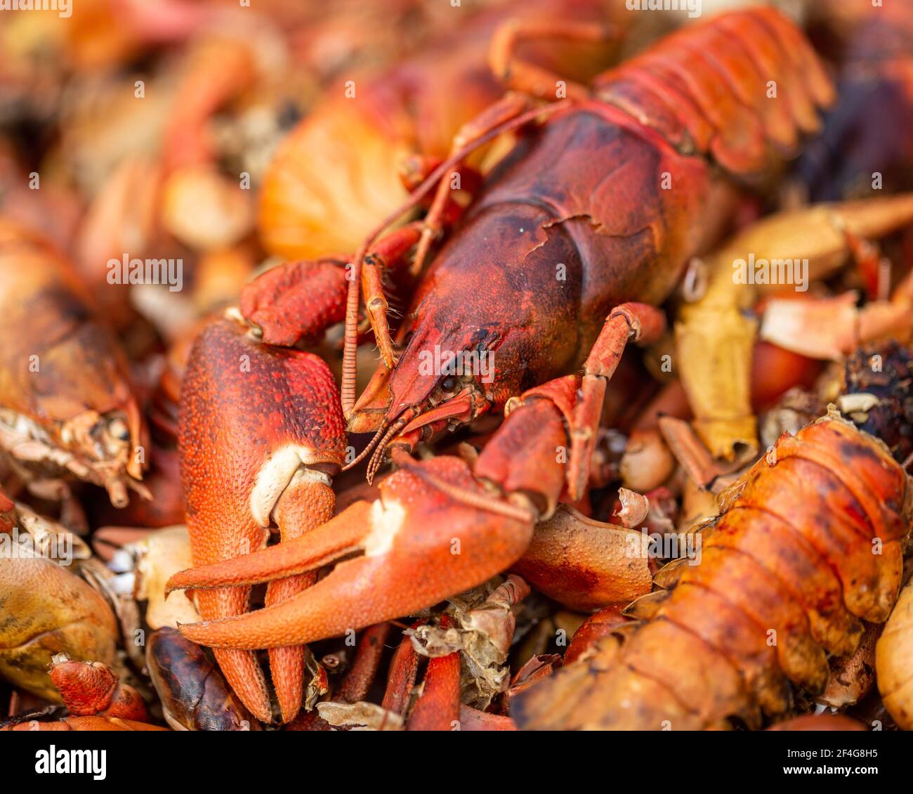 Cooked and dehydrated crayfish Stock Photo