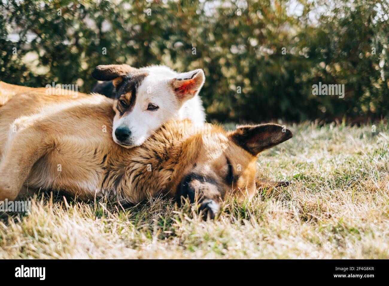 Portrait of two street dogs sitting side by side on the grass outdoor. Stock Photo