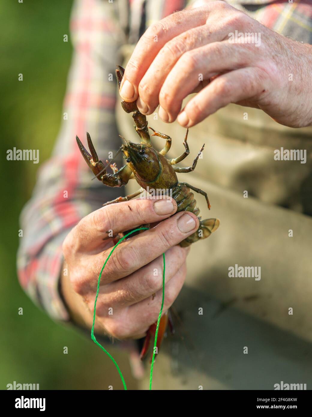 Crayfisherman holding crayfish Stock Photo